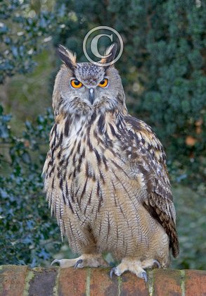 European Eagle DM0903